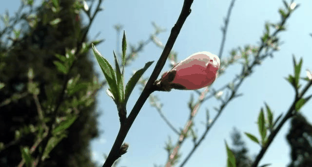 今日立春 | 在这里，邂逅最美春天……