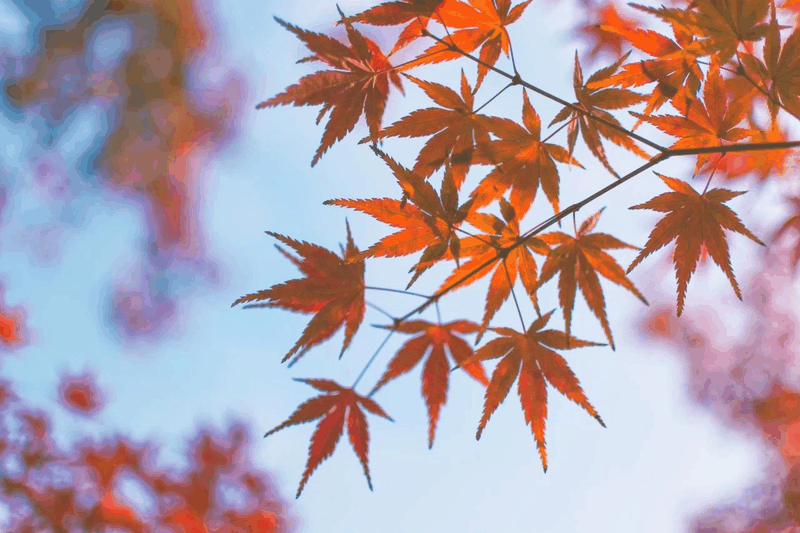 中文到底有多美？看了这些词你就知道啦！一定要讲给孩子